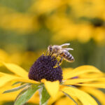 Cold Stream Farm bee and Black Eye Susan