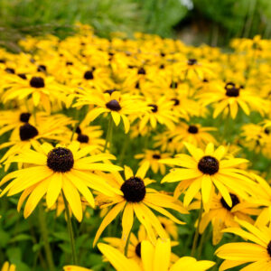 Cold Stream Farm Black Eye Susan