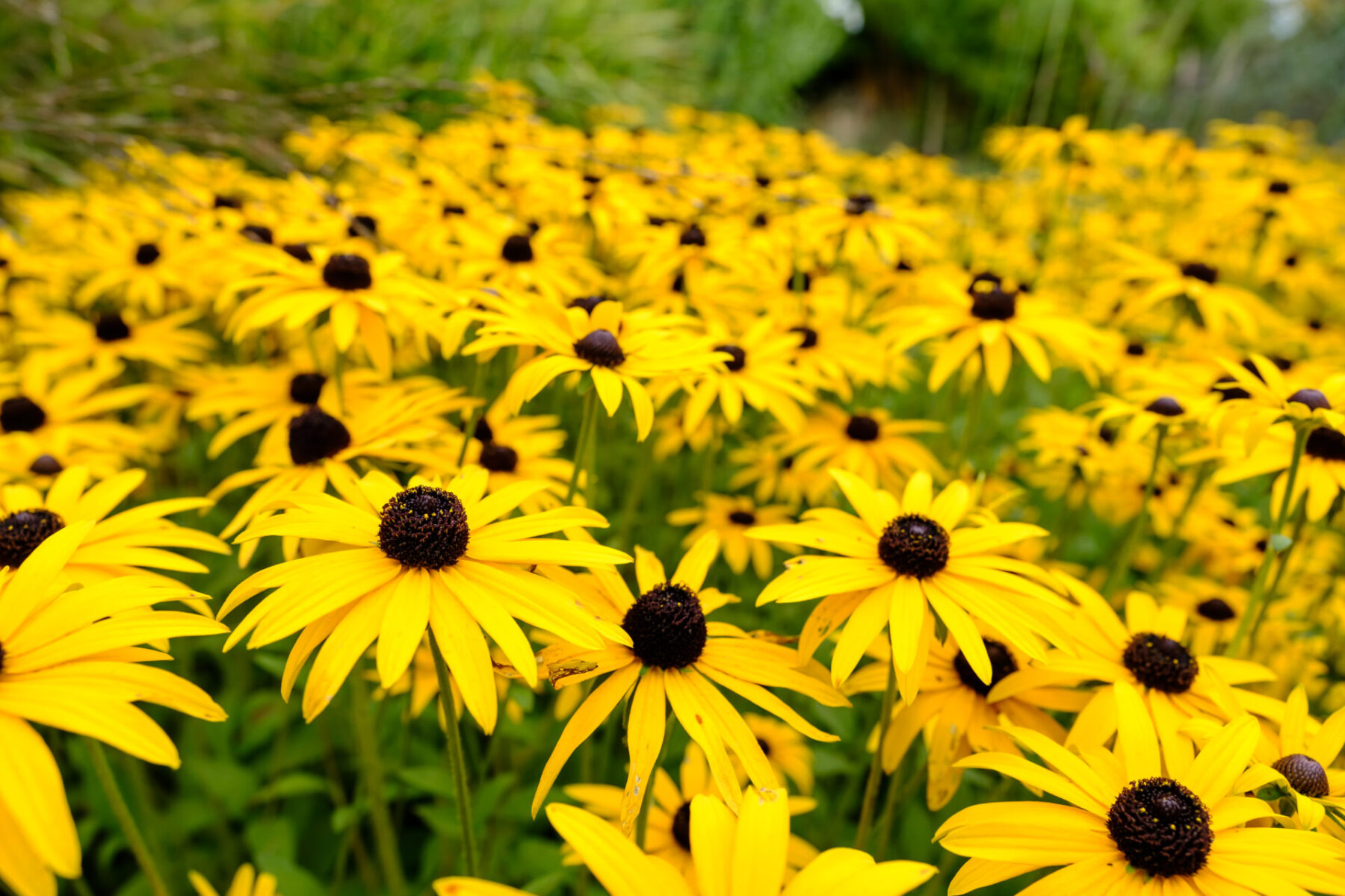Rudbeckia hirta discount
