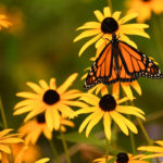 Cold Stream Farm butterfly and Black Eye Susan