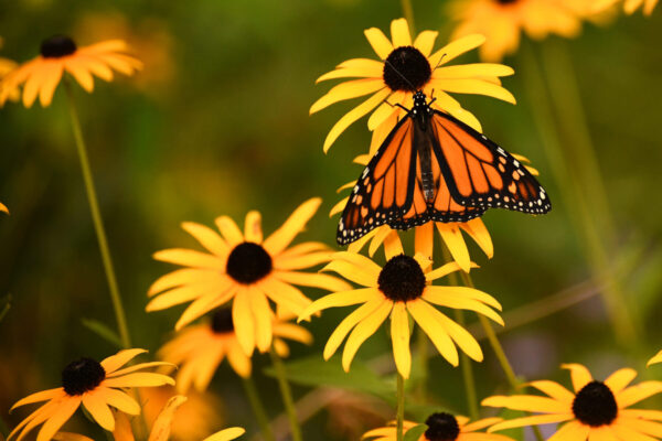 Cold Stream Farm butterfly and Black Eye Susan