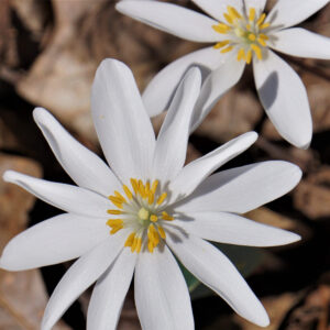 Cold Stream Farm blood root flower