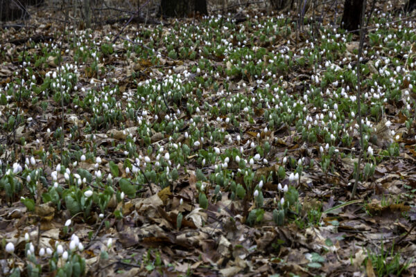 Cold Stream Farm blood root on forest floor