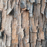 Cold Stream Farm tree bark