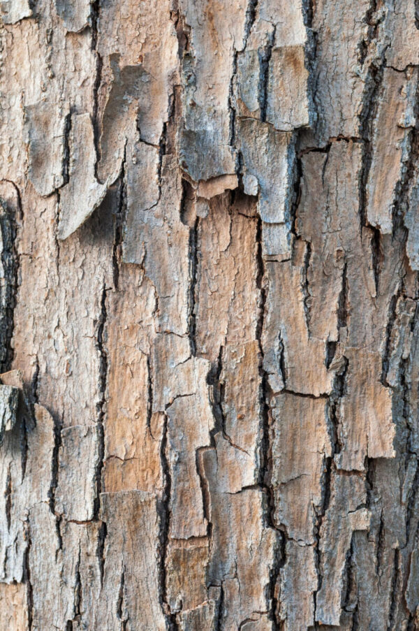 Cold Stream Farm tree bark