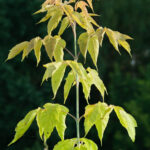 Cold Stream Farm boxelder leaves