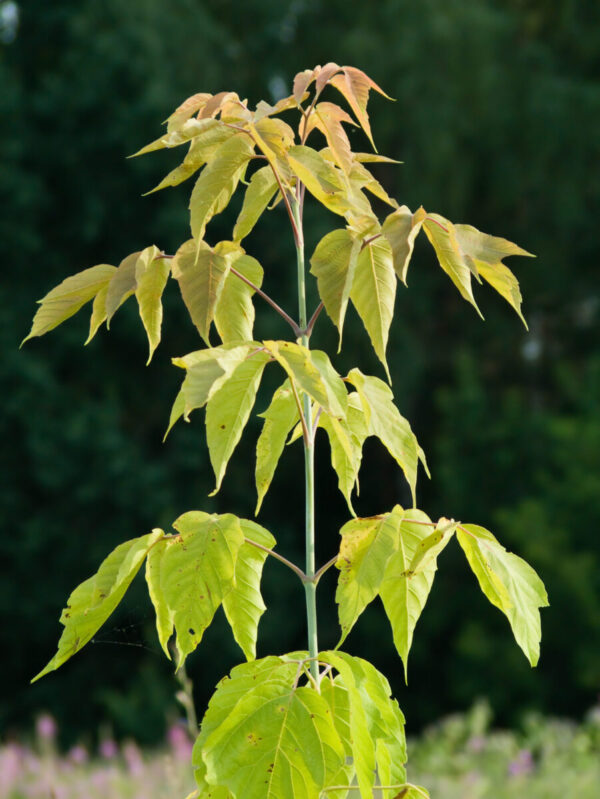 Cold Stream Farm boxelder leaves