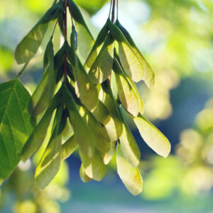 Deciduous Trees