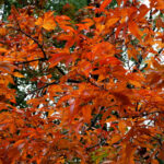 Cold Stream Farm fall leaves