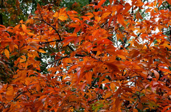 Cold Stream Farm fall leaves