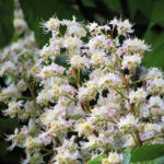 Cold Stream Farm buckeye flowers
