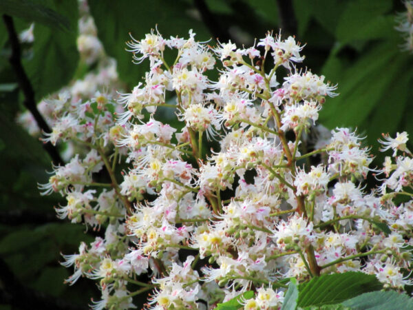 Cold Stream Farm buckeye flowers