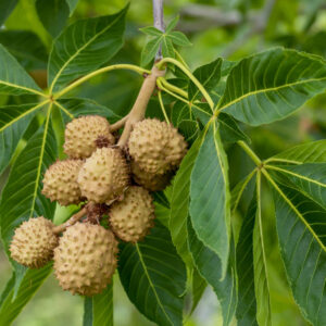 Cold Stream Farm buckeye fruit