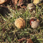 Cold Stream Farm buckeyes