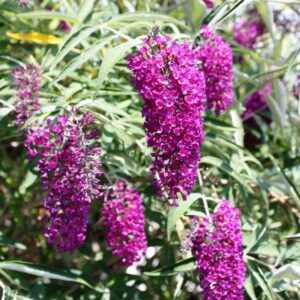 Butterfly bush flowering stock Cold Stream Farm