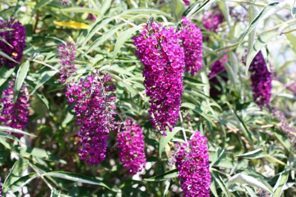 Butterfly bush flowering stock Cold Stream Farm