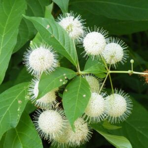 Buttonbush stock branch Cold Stream Farm