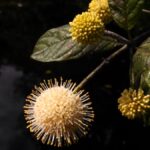 Buttonbush blossom Cold Stream Farm
