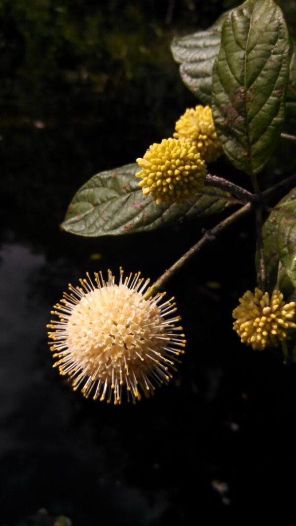 Buttonbush blossom Cold Stream Farm