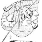 Cold Stream Farm leaf drawing
