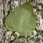 Cold Stream Farm northern catalpa leaf