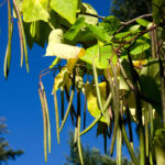 Cold Stream Farm northern catalpa seed pods