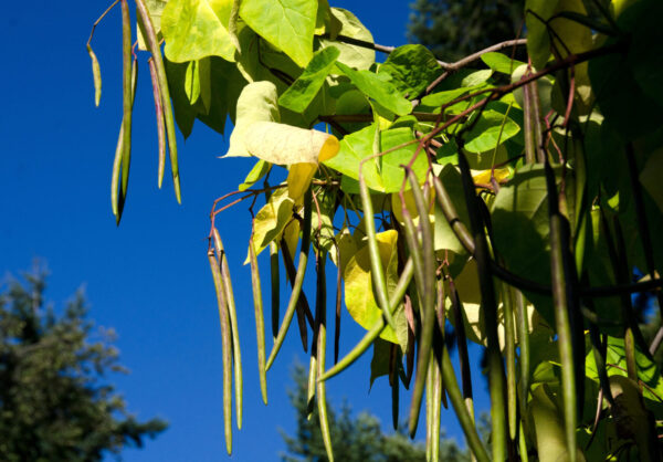 Cold Stream Farm northern catalpa seed pods