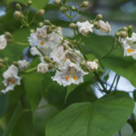 Cold Stream Farm northern catalpa flowers
