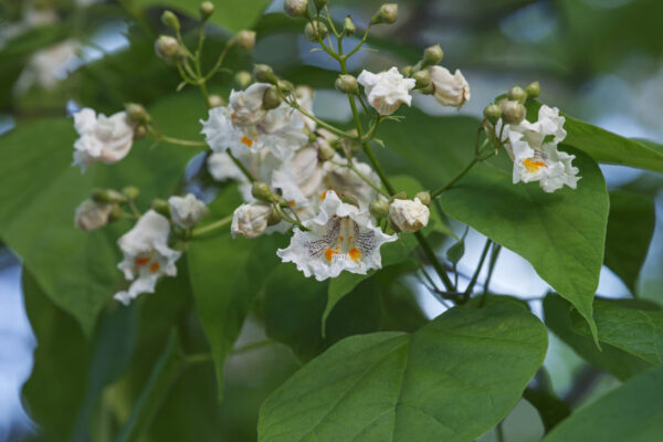 Cold Stream Farm northern catalpa flowers