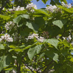 Cold Stream Farm northern catalpa flowers