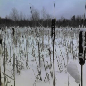 Cold Stream Farm winter cattail