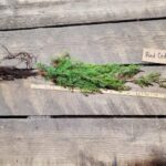 Red cedar root Cold Stream Farm