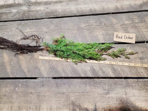 Red cedar root Cold Stream Farm