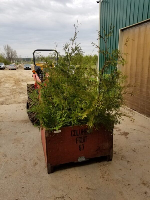 Cold Stream Farm cedar root ball