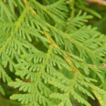 White cedar branch Cold Stream Farm