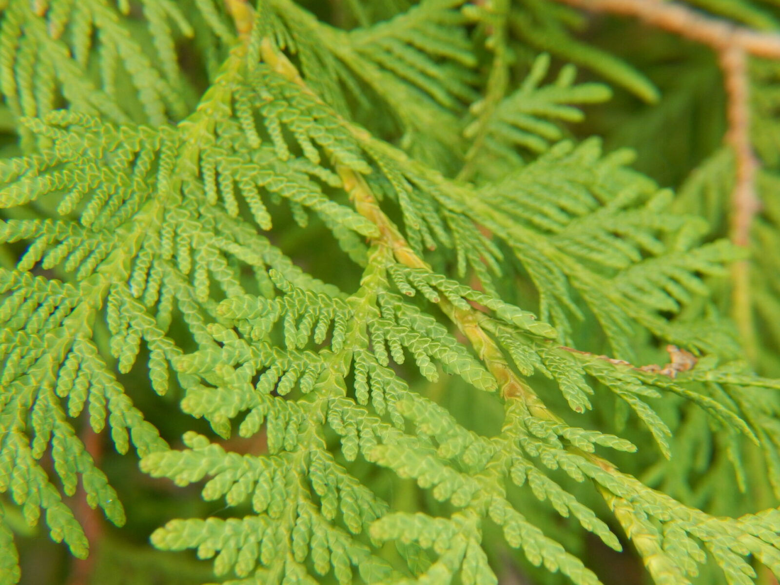 White Cedar Trees Thuja Occidentalis Evergreen Conifers Cold