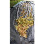 White cedar seed Cold Stream Farm