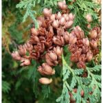 White cedar fall cones Cold Stream Farm