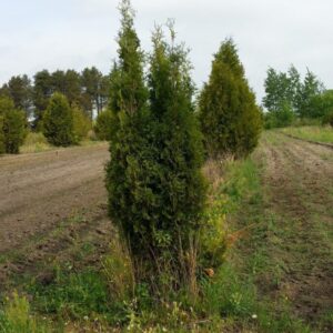 Pyramidal arborvitae trees Cold Stream Farm