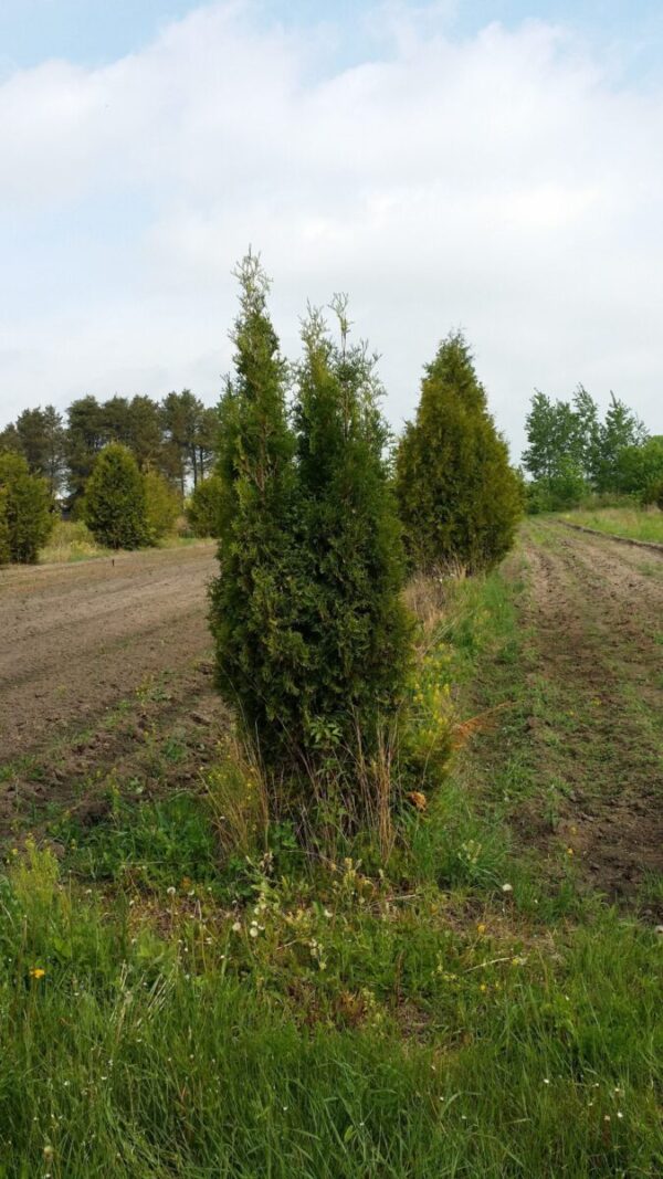 Pyramidal arborvitae trees Cold Stream Farm