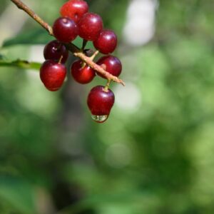 Cold Stream Farm choke cherry berries