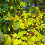 Cold Stream Farm choke cherry leaves and berries