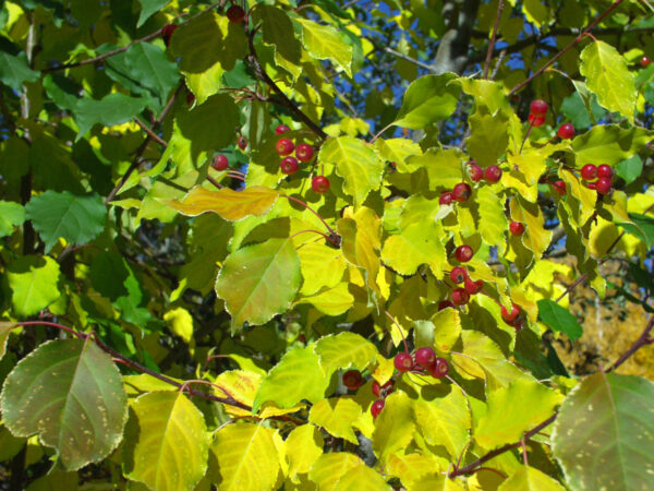 Cold Stream Farm choke cherry leaves and berries