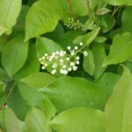 Cold Stream Farm choke cherry blooms