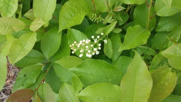 Cold Stream Farm choke cherry blooms