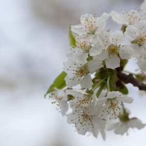 Cold Stream Farm wild black cherry blooms