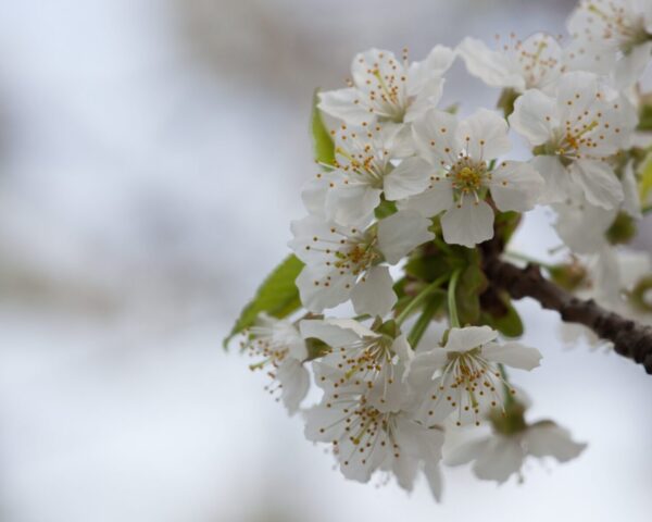 Cold Stream Farm wild black cherry blooms