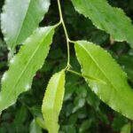 Cold Stream Farm wild black cherry leaf