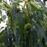 Cold Stream Farm chestnut nuts and leaves