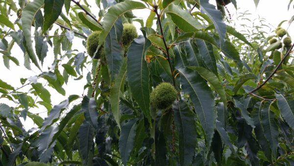 Cold Stream Farm chestnut nuts and leaves